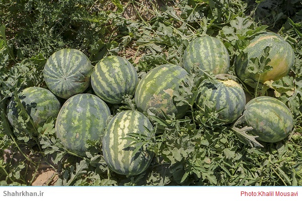 هندوانه 1 هندوانه