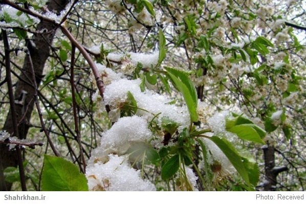 سرمازدگی