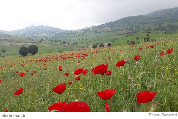 دشت شقایق