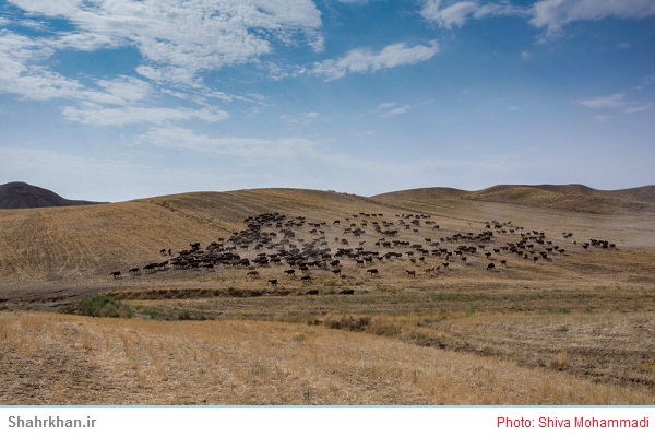 مرتع چرای دام