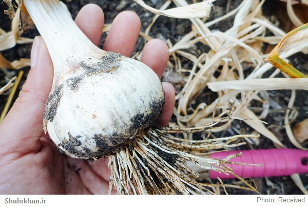 سیر 1 سیر