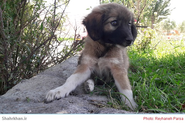 کنترل سگ های بلاصاحب شهری قابل تقدیر است 1 سگ Dog
