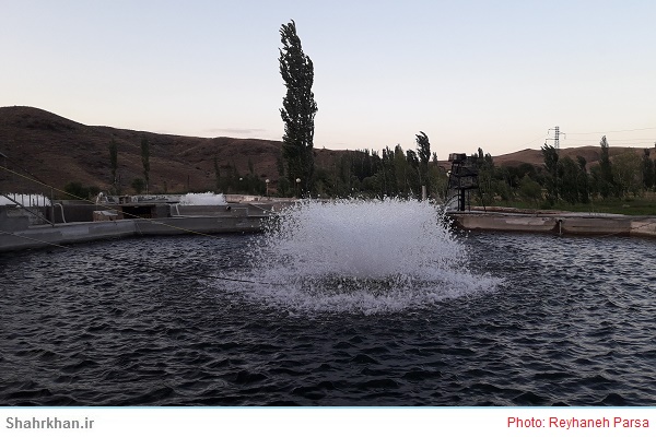 پرورش ماهی 1 ماهی