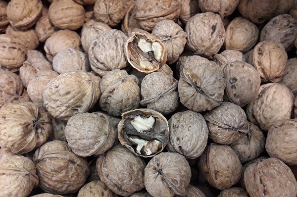 گردو Walnut