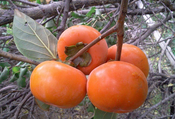 خرمالو