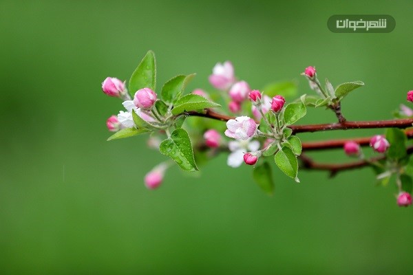 شکوفه بهاری 2 شکوفه بهاری spring bloom