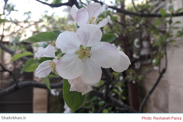 شکوفه بهاری درخت سیب 1 شکوفه بهاری درخت سیب Spring blossom of an apple tree
شکوفه بهاری