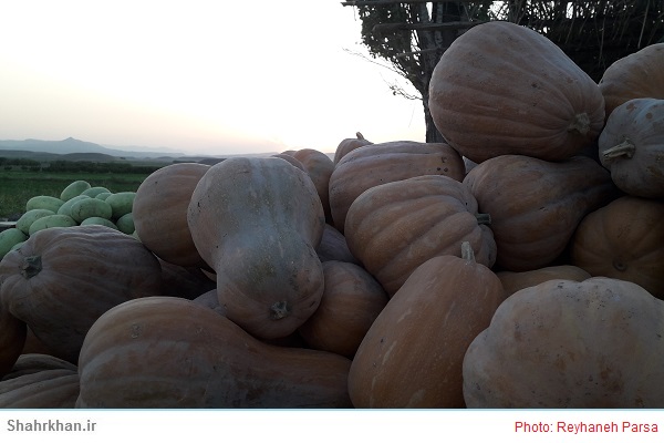 کدو حلوایی Squash