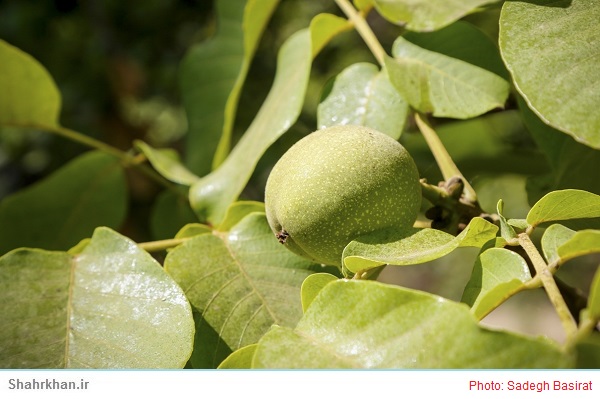 گردو 1 گردو Walnut