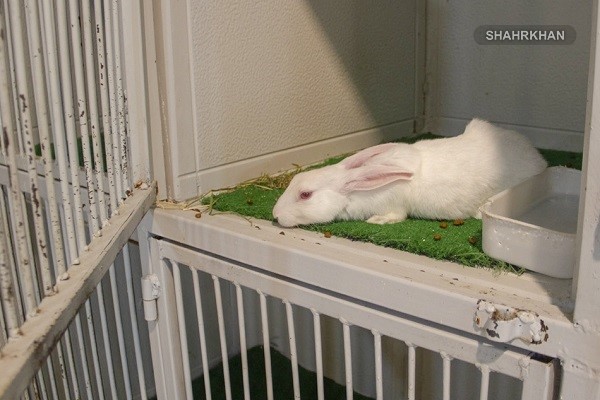 خرگوش 1 خرگوش Rabbit