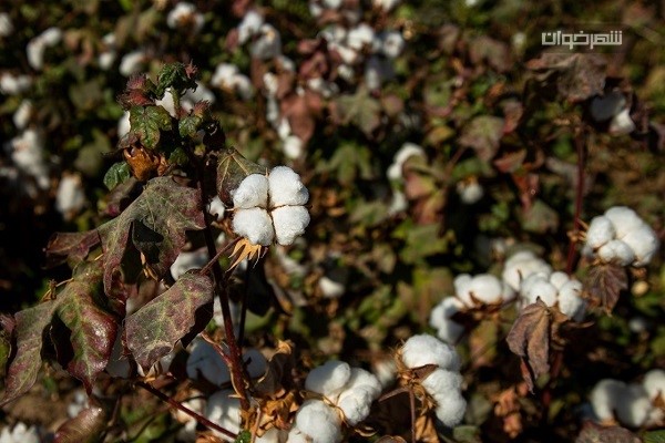 مزرعه پنبه 1 مزرعه پنبه Cotton Farm