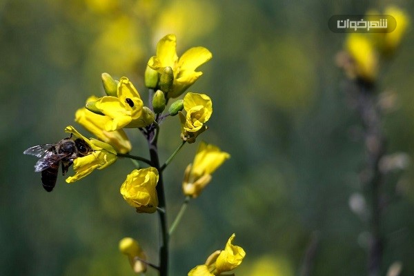 زنبور روی کلزا 1 زنبور روی کلزا