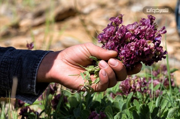 جمع آوری گیاهان دارویی 1 گیاه داوریی