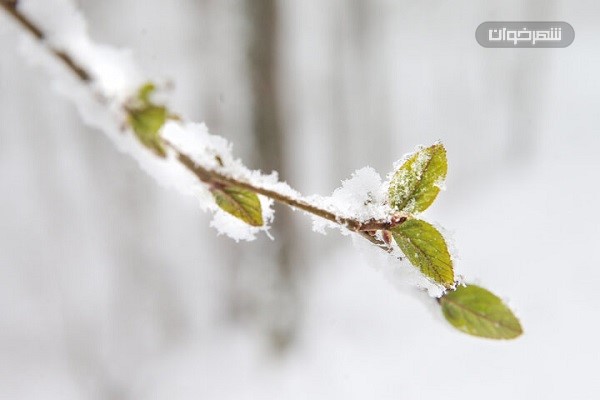 یخ زدگی درختان Freezing trees