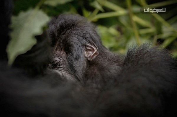تماشای گوریل های کوهستانی در تور آفریقا 1 Gorilla گوریل