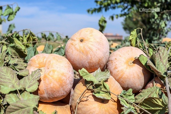 میوههای شگفتانگیز پاییزی 3 کدو حلوایی Pumpkin farm