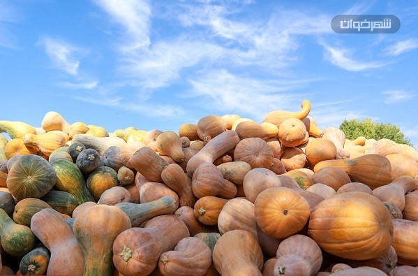 فروش عمده کدو حلوایی 1 فروش عمده کدو حلوایی Wholesale sale of pumpkins