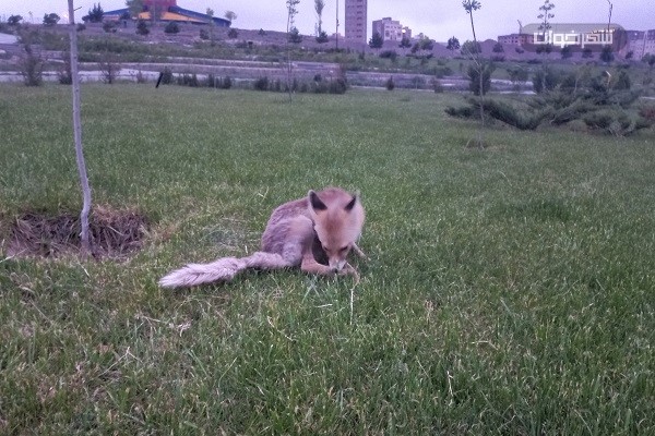 روباه